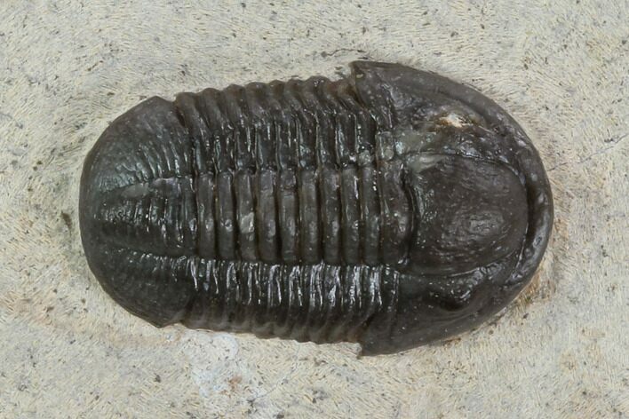 Proetid (Timsaloproetus?) Trilobite - Jorf, Morocco #125480